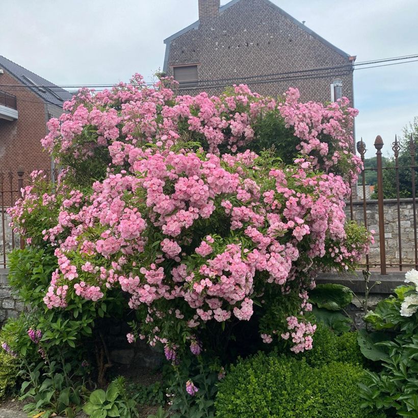 Rosal Petite de Terre Franche (Porte)