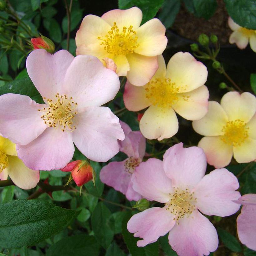 Rosal Plaisanterie (Floración)