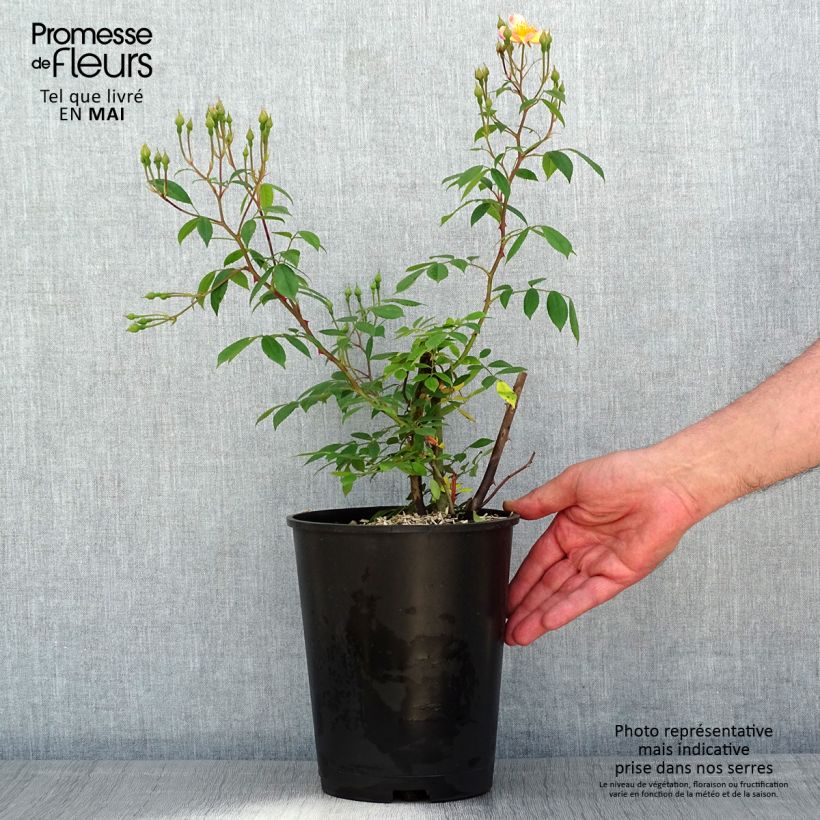 Rosal Plaisanterie Maceta 4L/5L Ejemplar entregado en la primavera