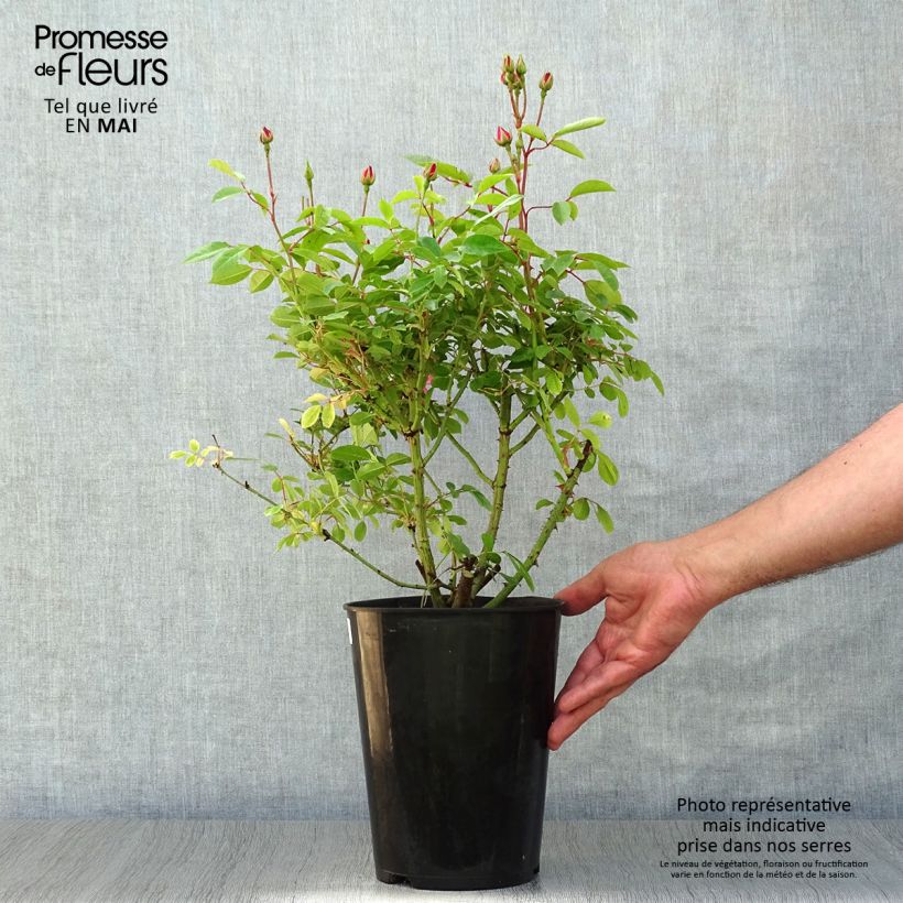 Rosal Rush lenmobri Maceta 4L/5L Ejemplar entregado en la primavera