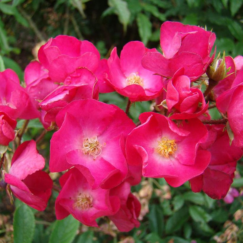 Rosal Vif Eclat (Floración)