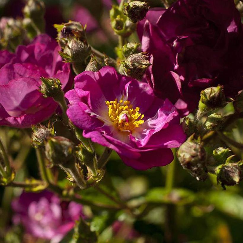 Rosal Violet Hood (Floración)