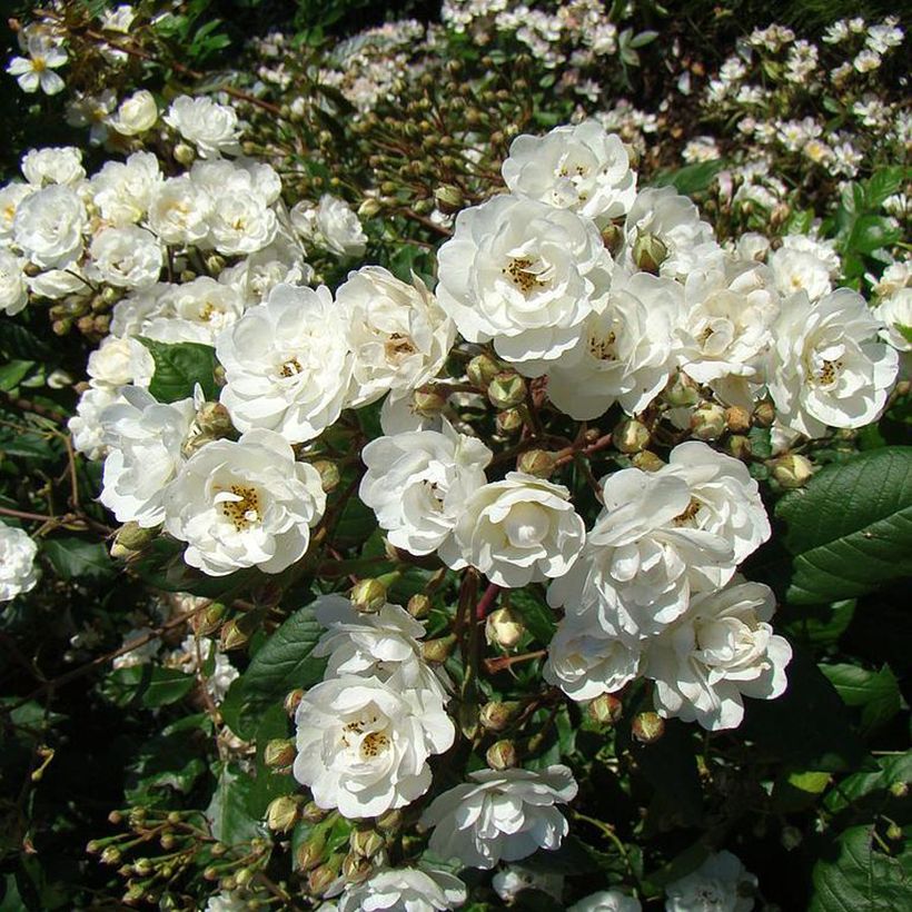 Rosal Waterloo (Floración)