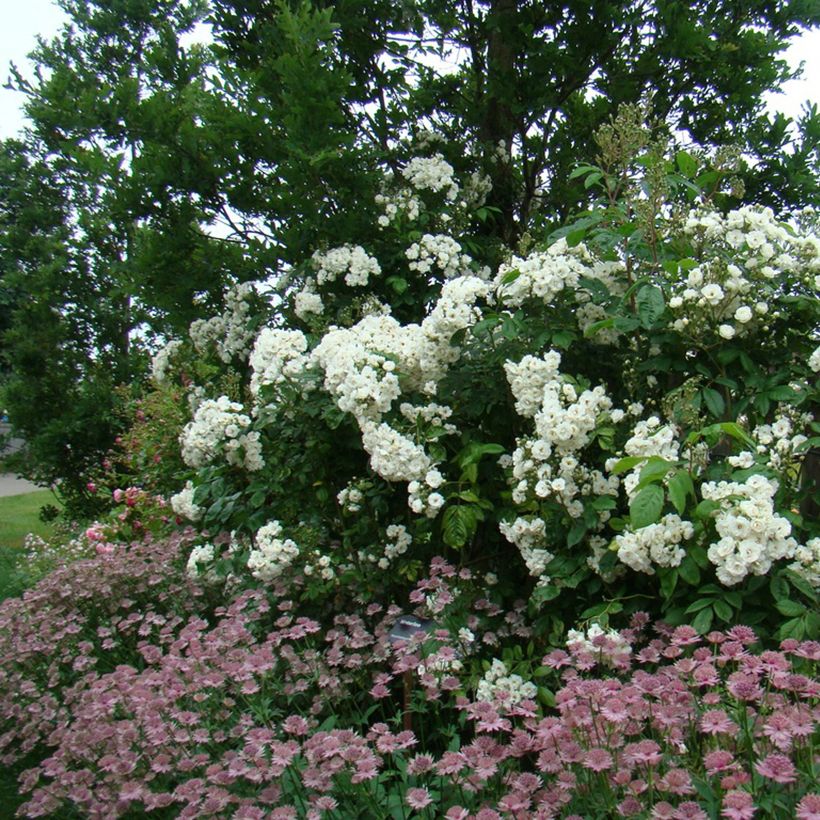 Rosal Waterloo (Porte)