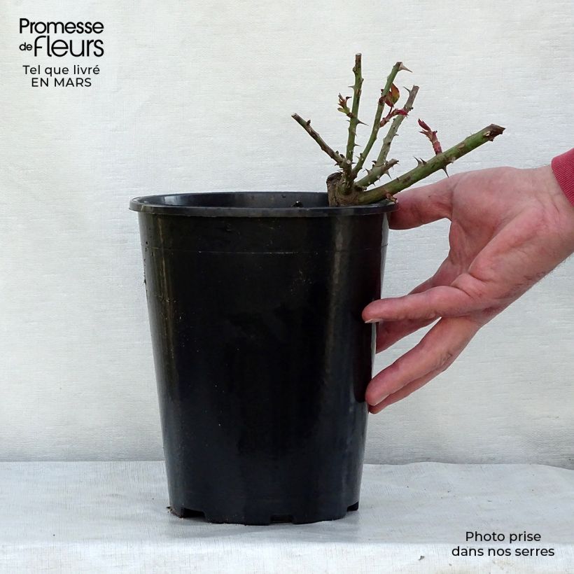 Rosal Westerland Maceta 4L/5L Ejemplar entregado en la primavera