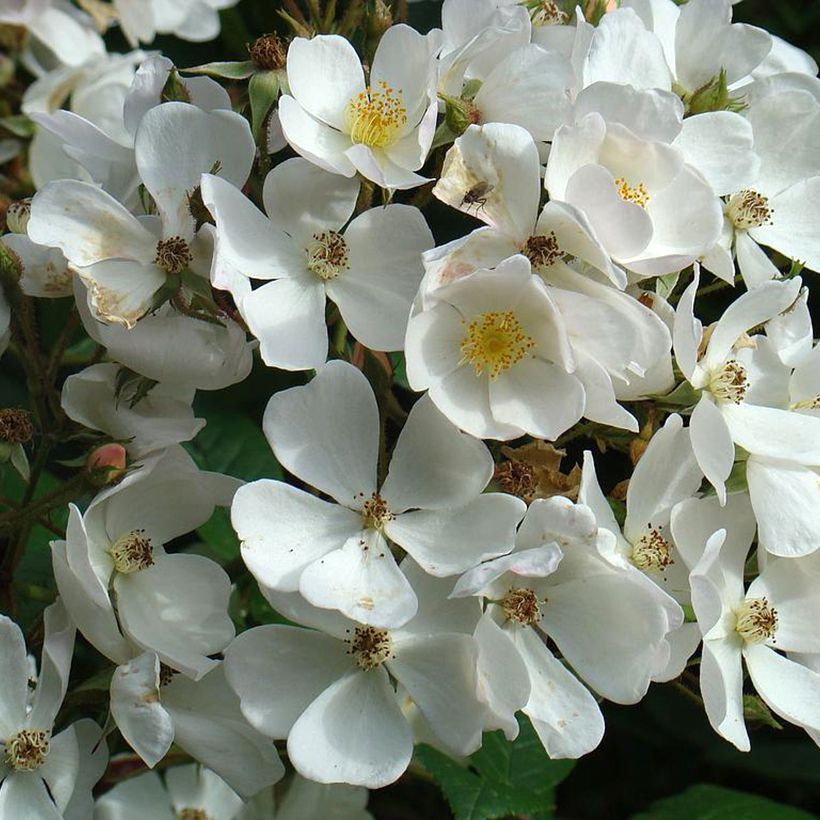 Rosal White Magic (Floración)