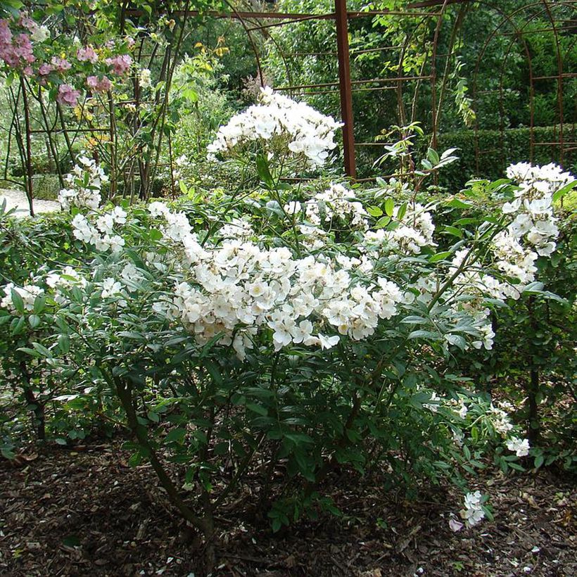 Rosal White Magic (Porte)