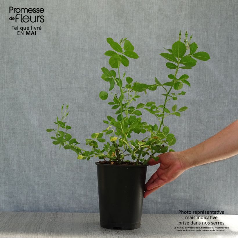 Rosal Yann Arthus-Bertrand Maceta 4L/5L Ejemplar entregado en la primavera
