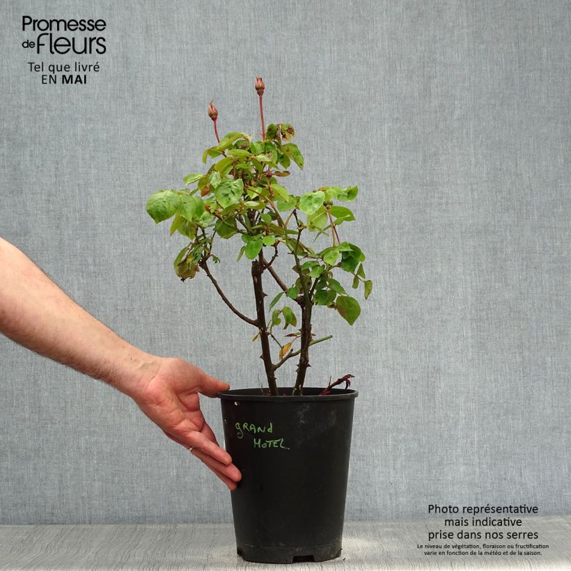 Rosal Grand Hotel Maceta 4L/5L Ejemplar entregado en la primavera