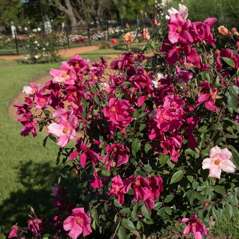 Rosa Mutabilis - Rosa china (Porte)