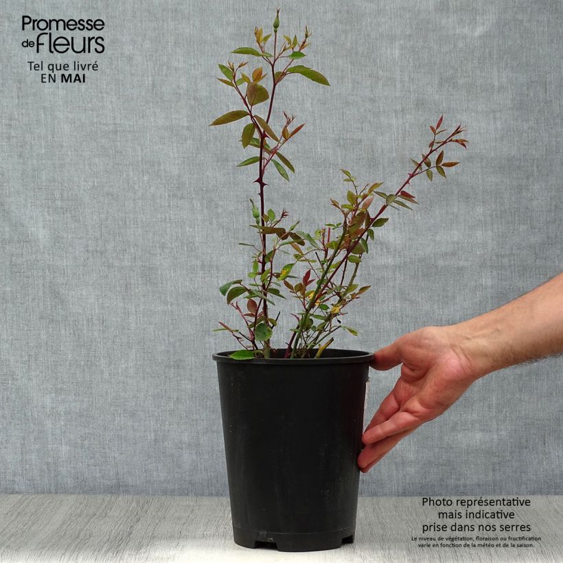 Rosa Mutabilis - Rosa china Maceta 4L/5L Ejemplar entregado en la primavera