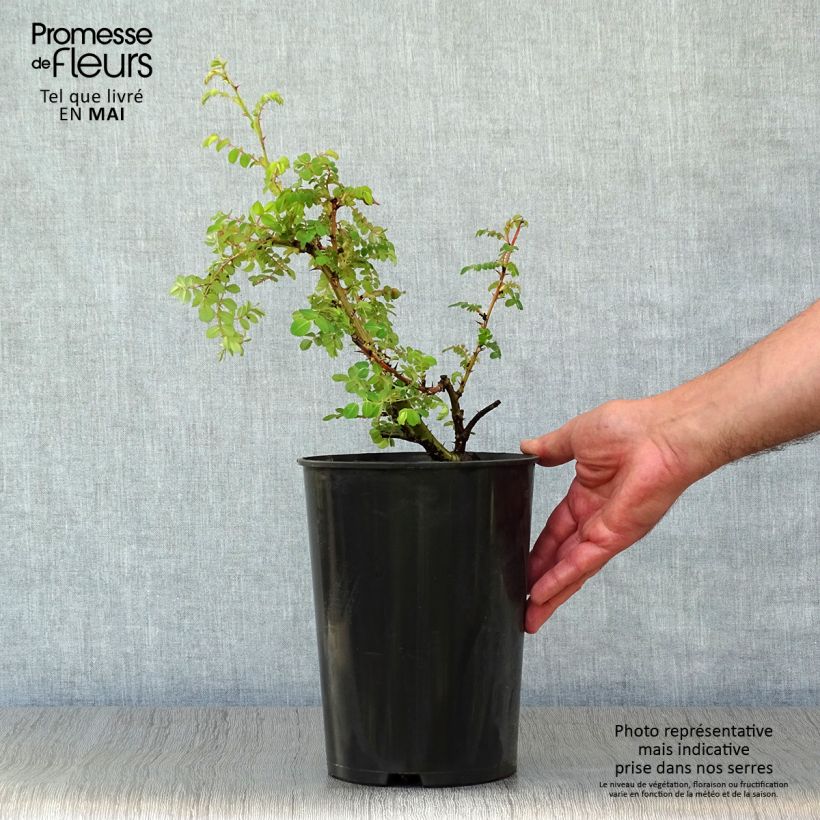 Rosa moyesii Geranium Maceta 3L/4L Ejemplar entregado en la primavera