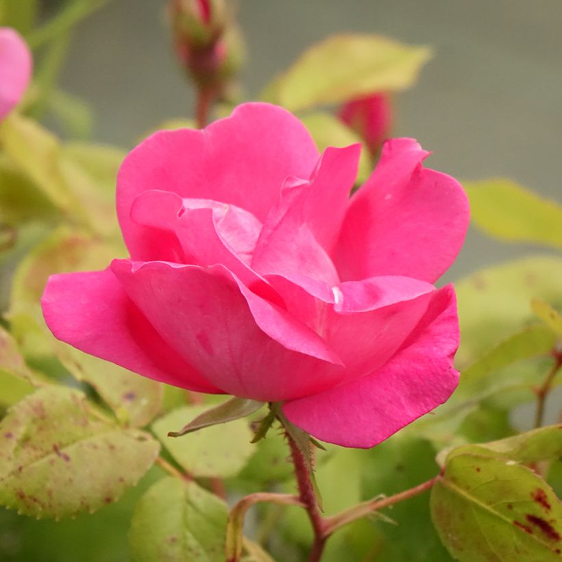 Rosal Pink Knock Out - Rosal tapizante (Floración)