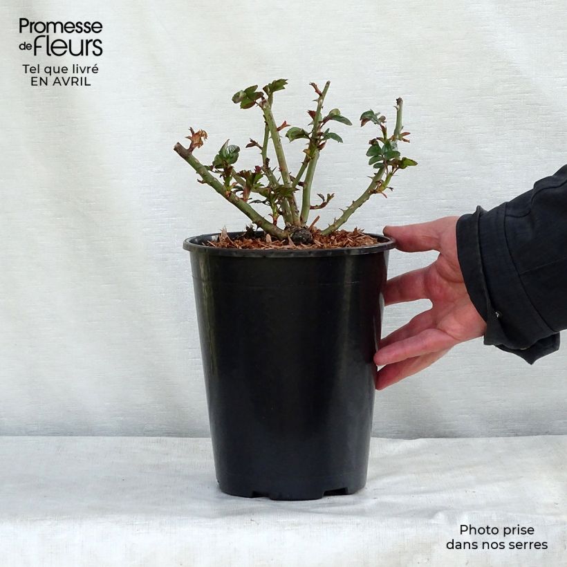 Rosal Rigo Aprikola - Rosal tapizante Maceta 2L/3L Ejemplar entregado en la primavera