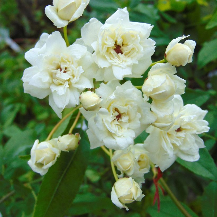 Rosa banksiae var. banksiae Alba Plena - Rosal de Banksia (Floración)
