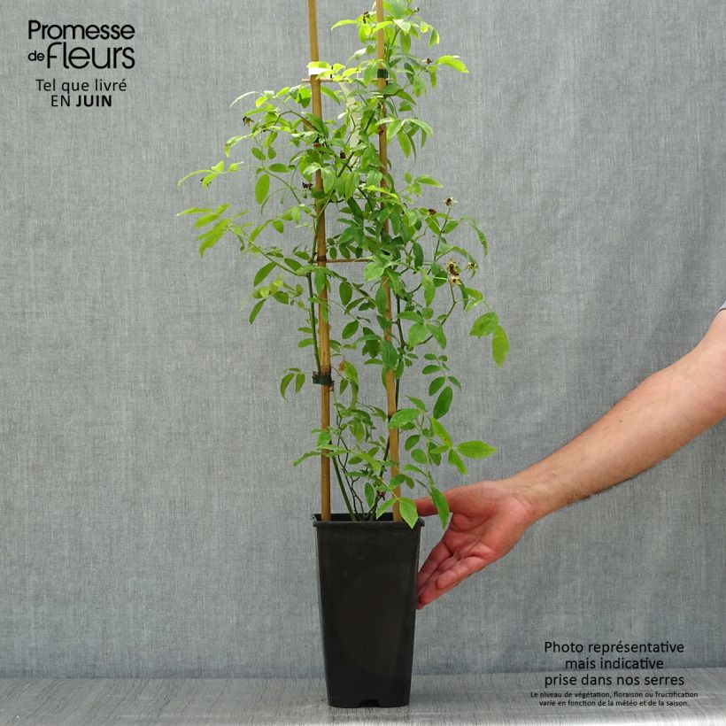 Ejemplar de Rosa banksiae var. banksiae Alba Plena - Rosal de Banksia Maceta 2L/3LAltura de entrega aprox. 30/40cm entregado en verano