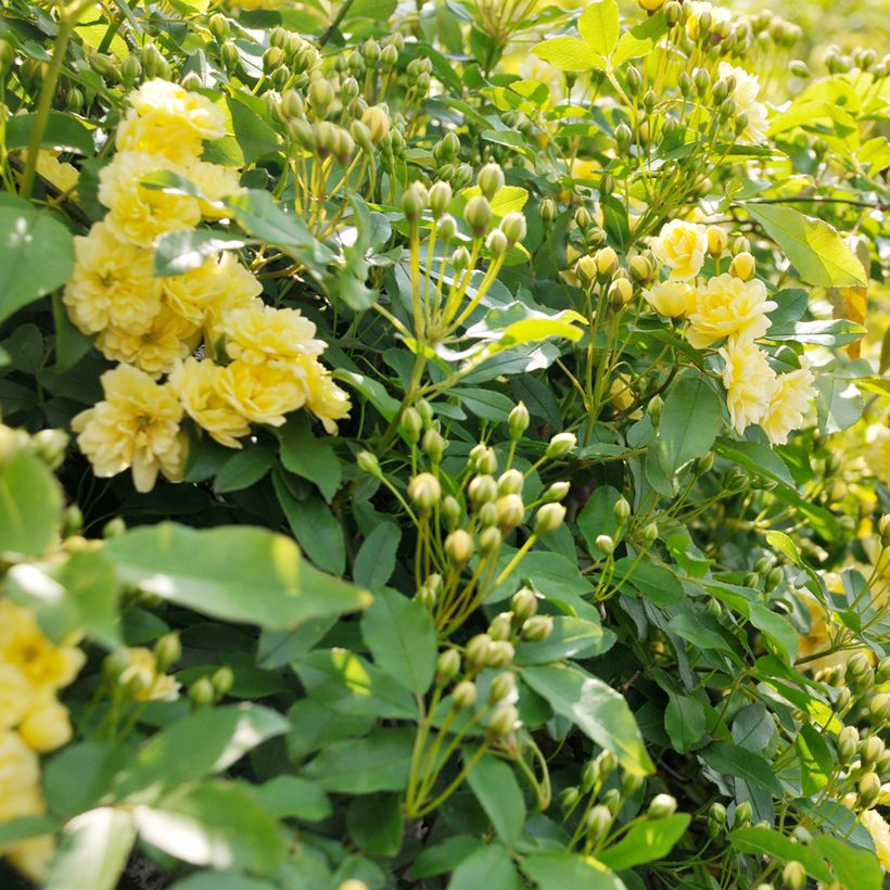 Rosa banksiae Lutea - Rosal de Banksia (Follaje)