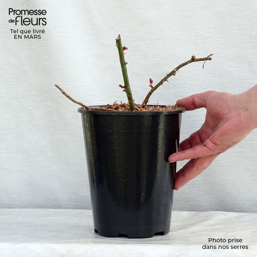 Rosal Albertine - Rosal trepador Maceta 4L/5L Ejemplar entregado en la primavera