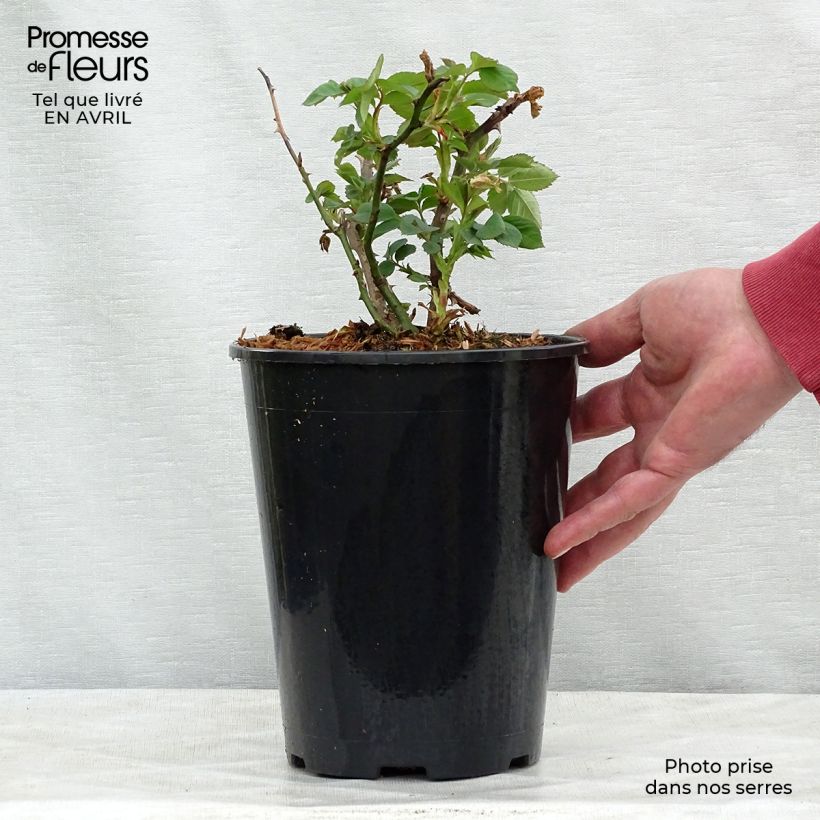 Rosal Alchymist - Rosal trepador Maceta 4L/5L Ejemplar entregado en la primavera