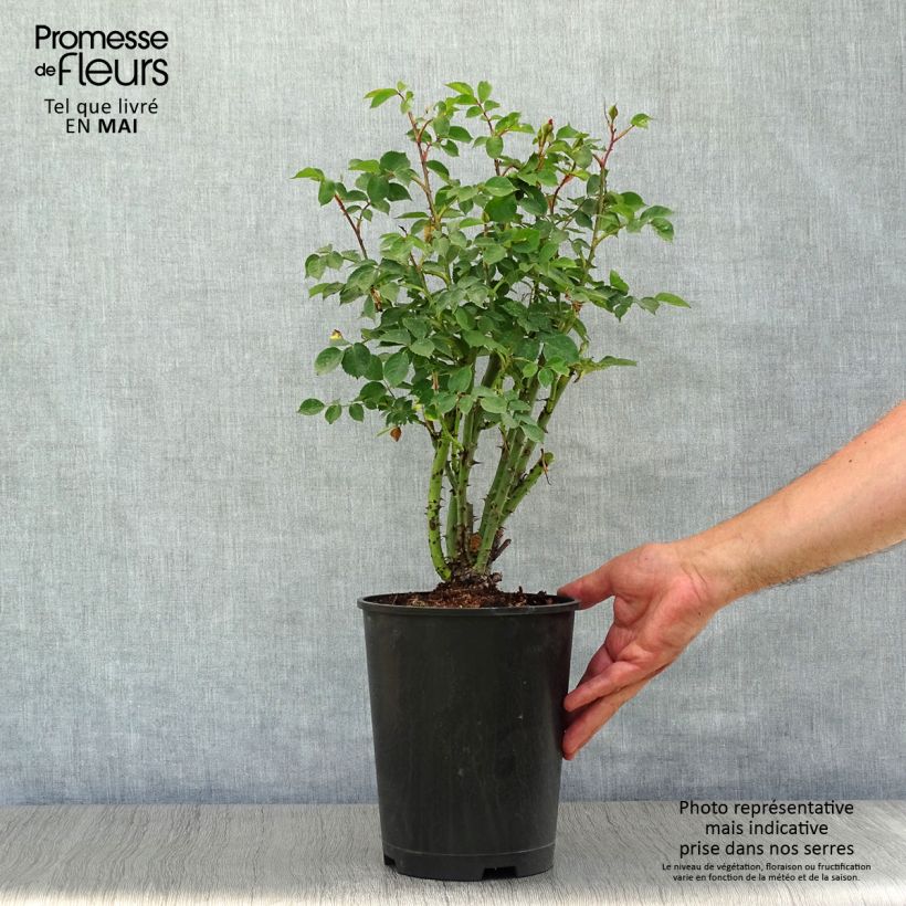 Rosal Alibaba - Rosal trepador Maceta 4L/5L Ejemplar entregado en la primavera