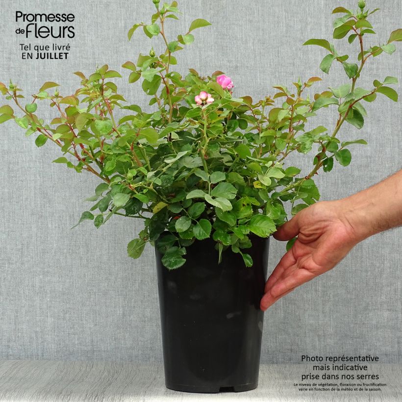 Ejemplar de Rosal Allegro - Rosal trepador Maceta 4L/5L entregado en verano