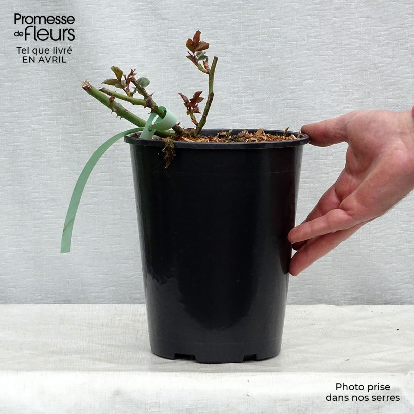 Rosal Bantry Bay - Rosal trepador Maceta 4L/5L Ejemplar entregado en la primavera
