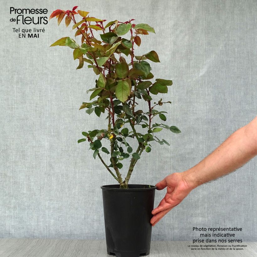 Rosal Compassion - Rosal trepador Maceta 4L/5L Ejemplar entregado en la primavera