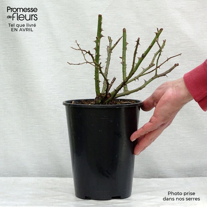 Rosal Blossomtime - Rosal trepador Maceta 4L/5L Ejemplar entregado en la primavera