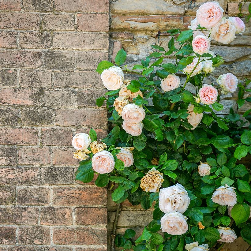 Rosal Blush Noisette - Rosal trepador (Porte)