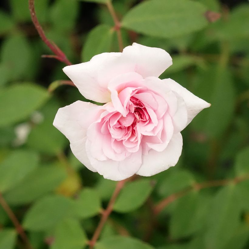 Rosal polyantha Cecile Brunner - Rosal trepador (Floración)