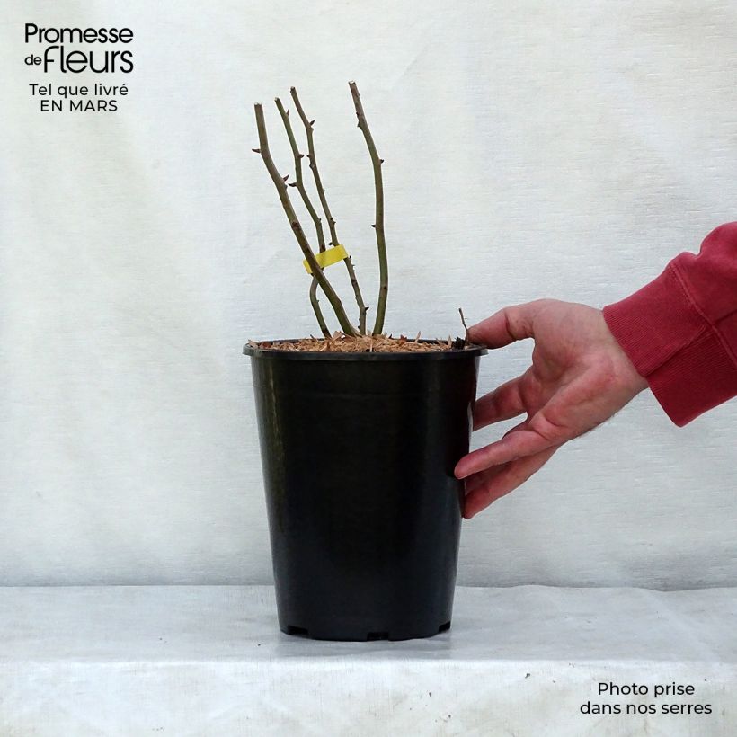 Rosal polyantha Cecile Brunner - Rosal trepador Maceta 4L/5L Ejemplar entregado en la primavera