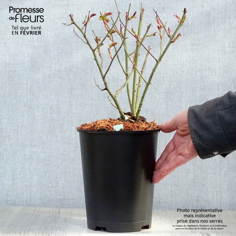 Rosal Cocktail - Rosal trepador Maceta 4L/5L Ejemplar entregado en invierno