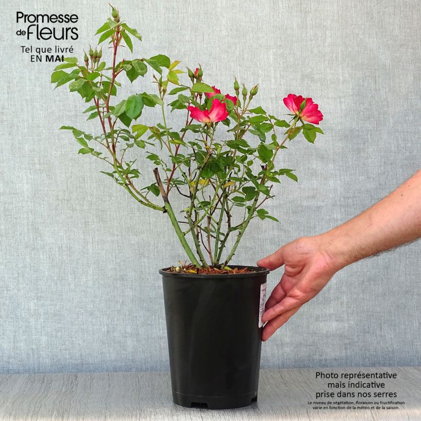 Rosal Cocktail - Rosal trepador Maceta 4L/5L Ejemplar entregado en la primavera