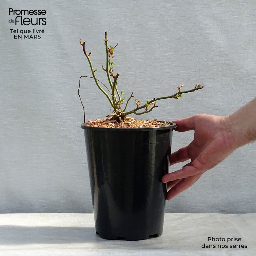 Rosal Dorothy Perkins - Rosal trepador Maceta 4L/5L Ejemplar entregado en la primavera
