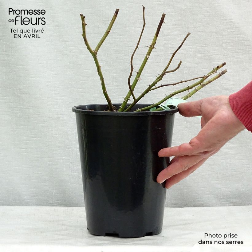 Rosal Dortmund - Rosal trepador Maceta 4L/5L Ejemplar entregado en la primavera
