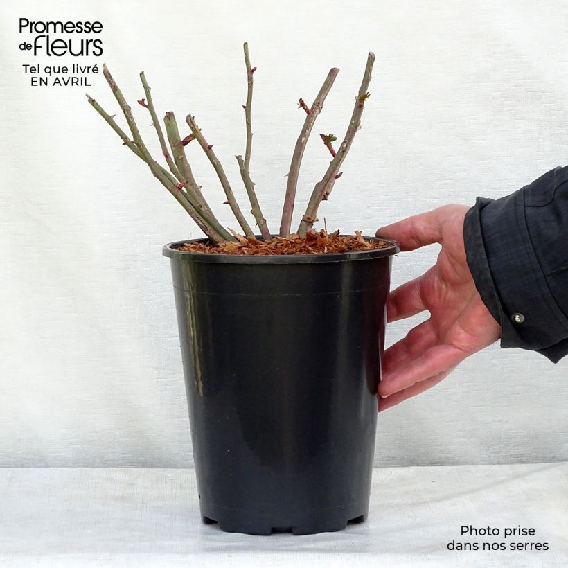 Rosal Easy Fashion - Rosal trepador Maceta 4L/5L Ejemplar entregado en la primavera