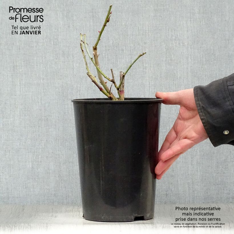 Rosal Gloire de Dijon - Rosal trepador Maceta 4L/5L Ejemplar entregado en invierno