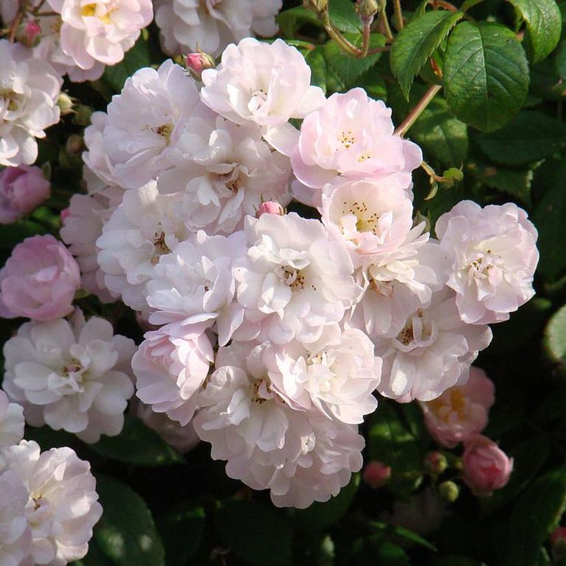 Rosal Guirlande Rose - Rosal trepador (Floración)