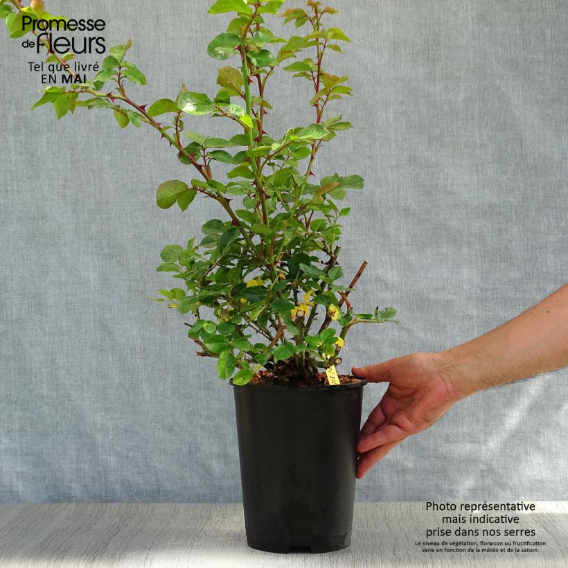 Rosal Hanabi - Rosal trepador Maceta 4L/5L Ejemplar entregado en la primavera