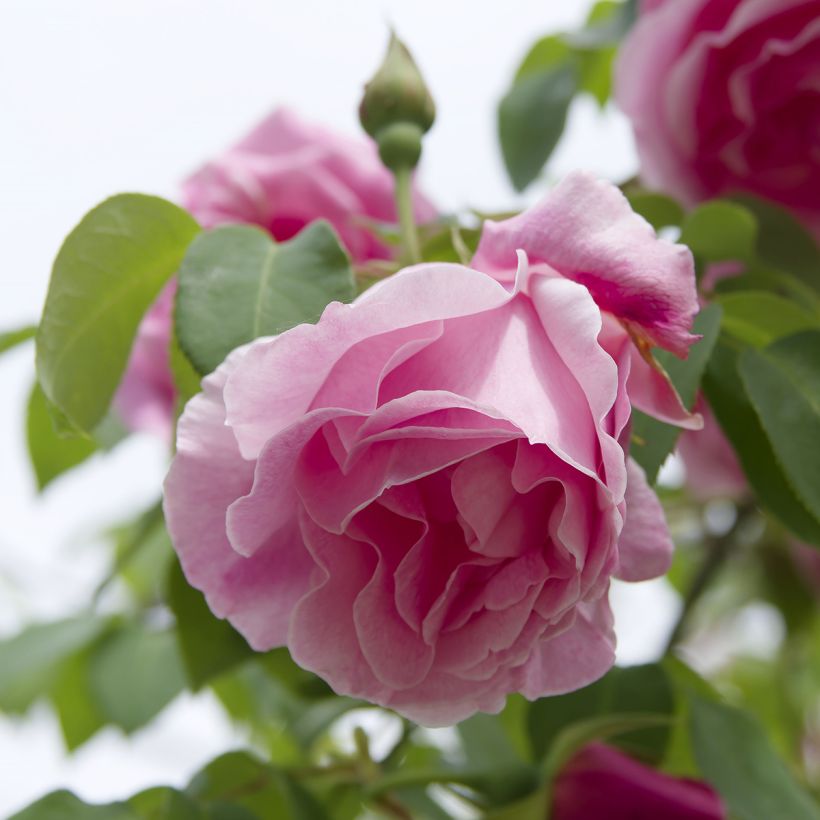 Rosal Mme Gregoire Staechelin - Rosal trepador (Floración)
