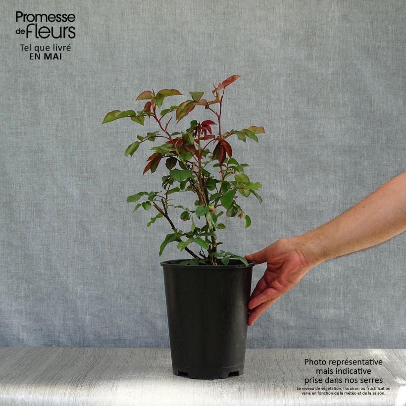 Rosal Orange Climber - Rosal trepador Maceta 4L/5L Ejemplar entregado en la primavera