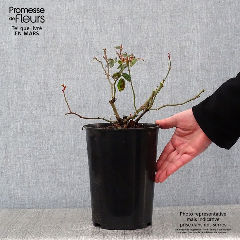 Rosal Paul Transon - Rosal trepador Maceta 4L/5L Ejemplar entregado en invierno