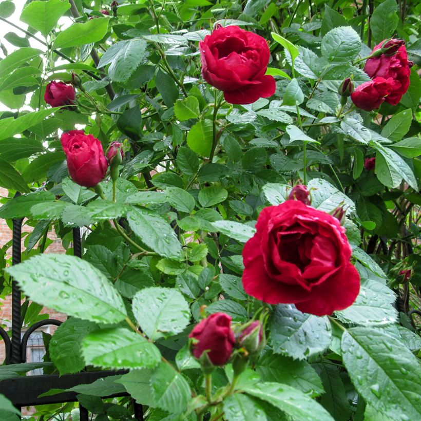 Rosal Paul's Scarlet Climber - Rosal trepador (Follaje)