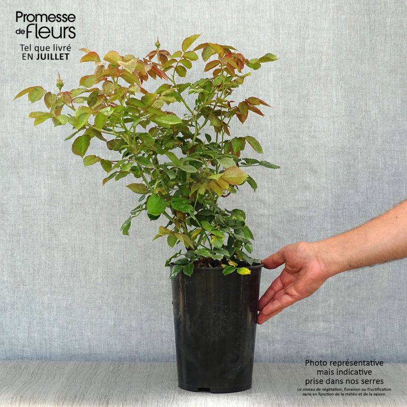Ejemplar de Rosal Pierre de Ronsard - Rosal trepador Maceta 4L/5L entregado en verano