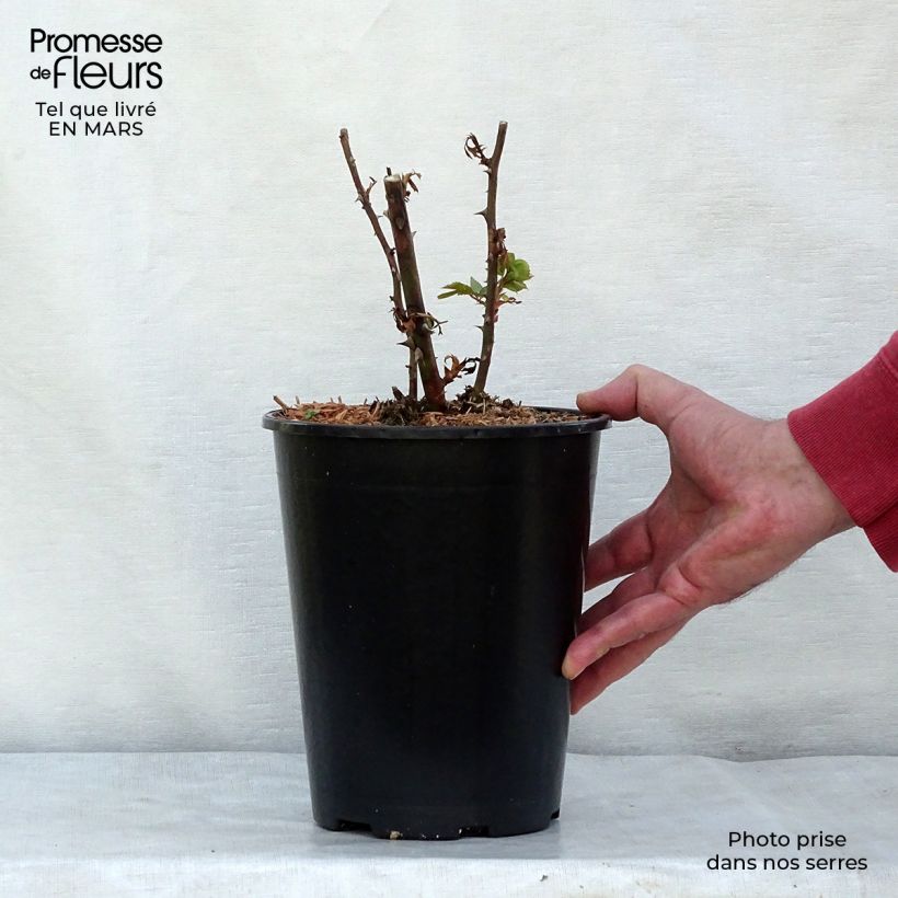 Rosal Pink Cloud - Rosal trepador Maceta 4L/5L Ejemplar entregado en la primavera
