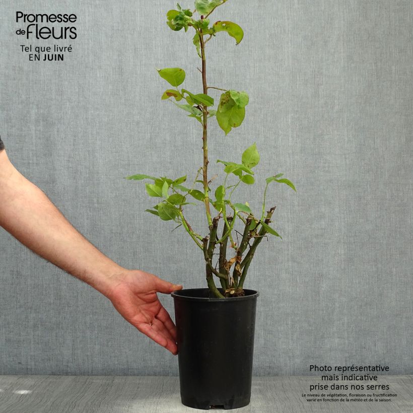 Rosal Pirate - Rosal trepador Maceta 4L/5L Ejemplar entregado en la primavera