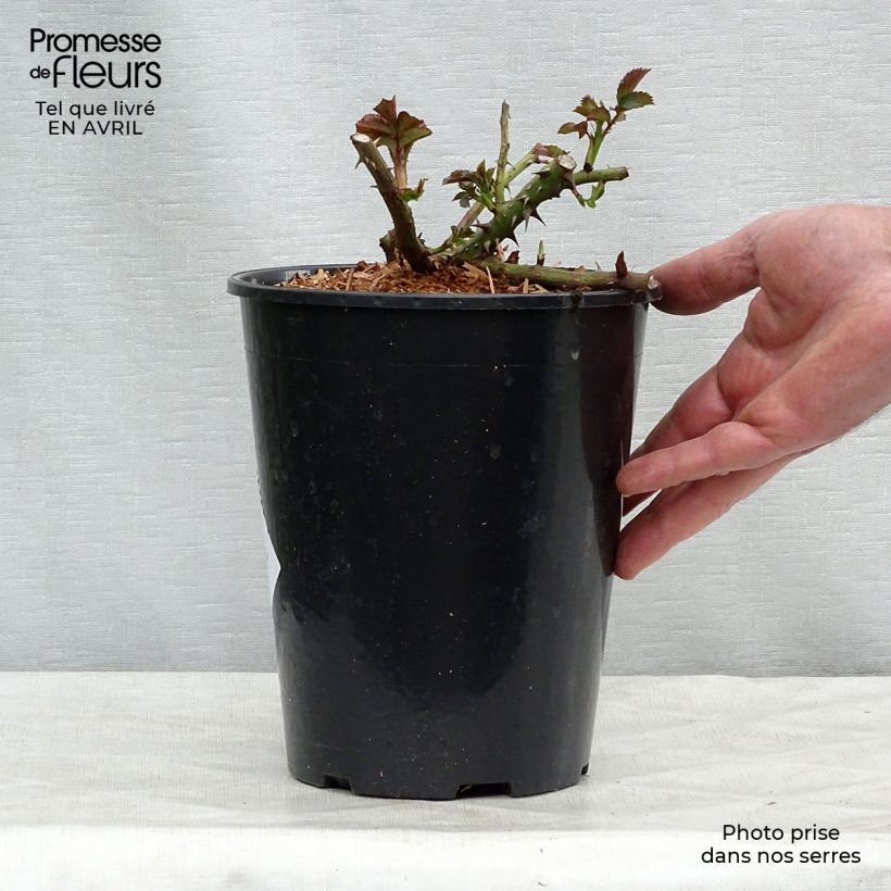 Rosal Rosalrium Uetersen - Rosal trepador Maceta 4L/5L Ejemplar entregado en la primavera