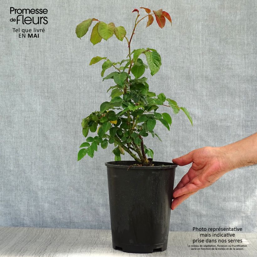 Rosal Klettermaxe - Rosal trepador Maceta 4L/5L Ejemplar entregado en la primavera