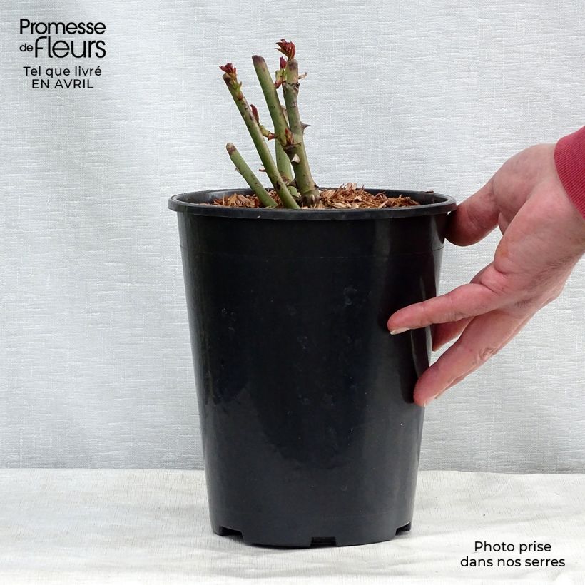 Rosal Schneewalzer - Rosal trepador Maceta 4L/5L Ejemplar entregado en la primavera
