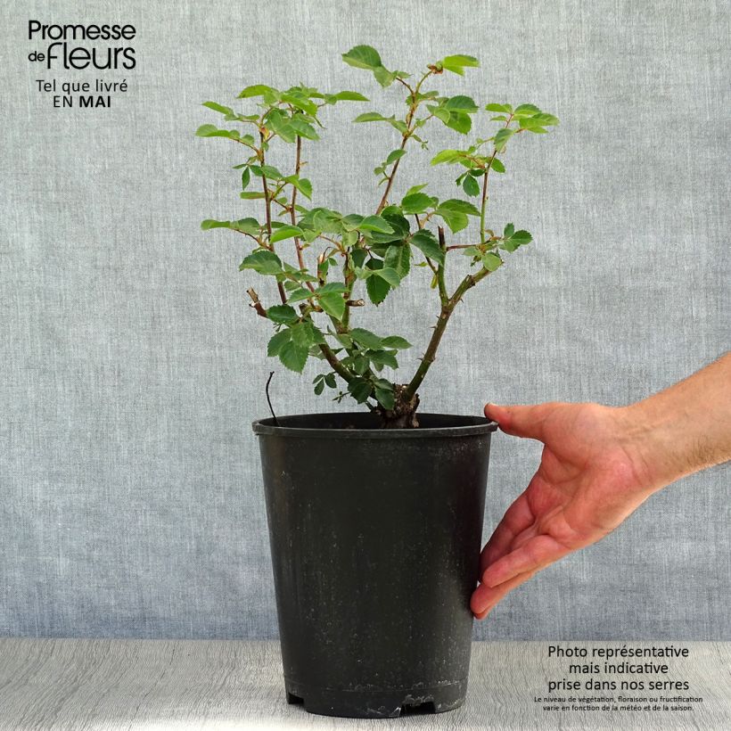 Rosal Sympathie - Rosal trepador Maceta 4L/5L Ejemplar entregado en la primavera